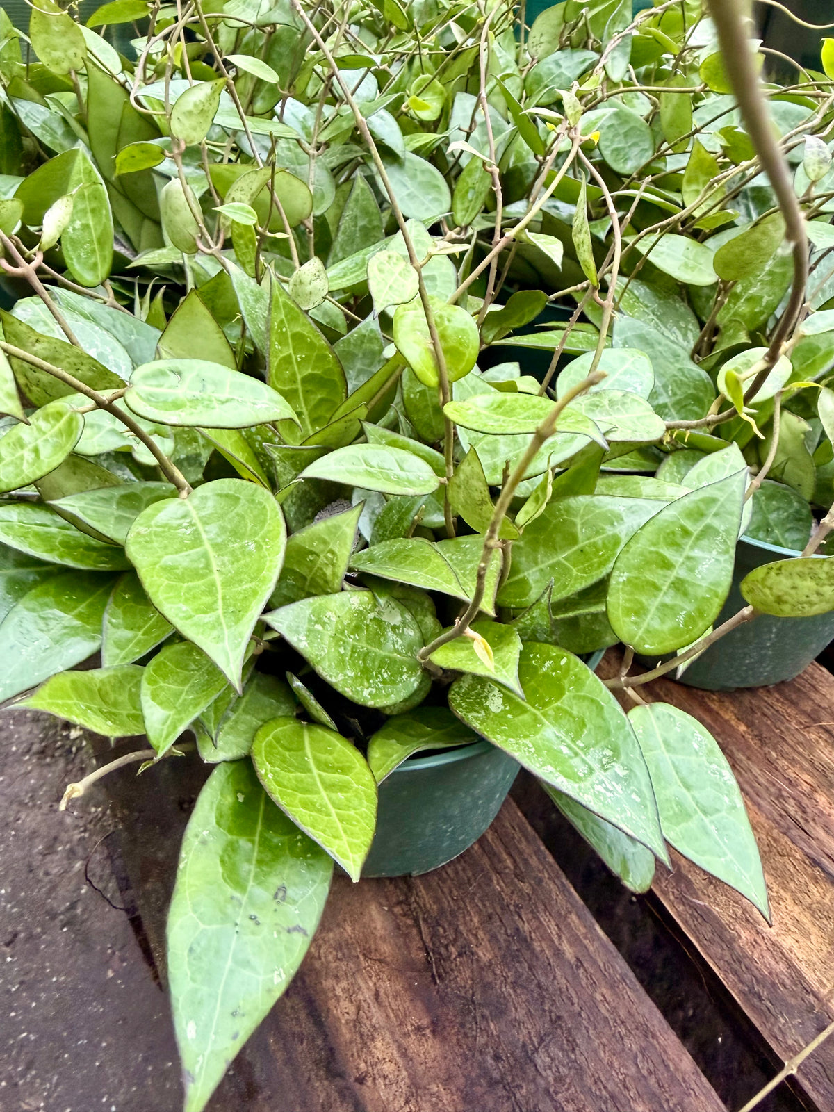 Hoya Black Margin