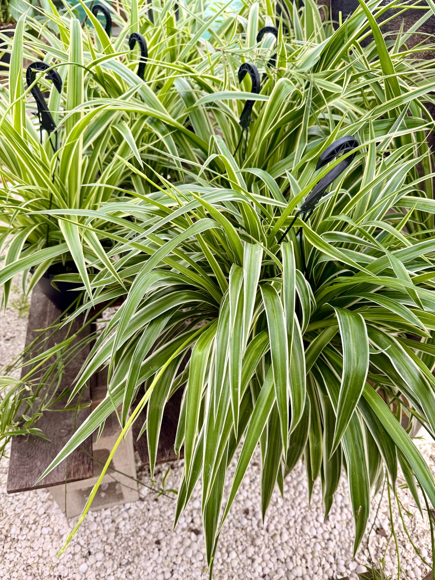 Spider Plant with Outter Variegation