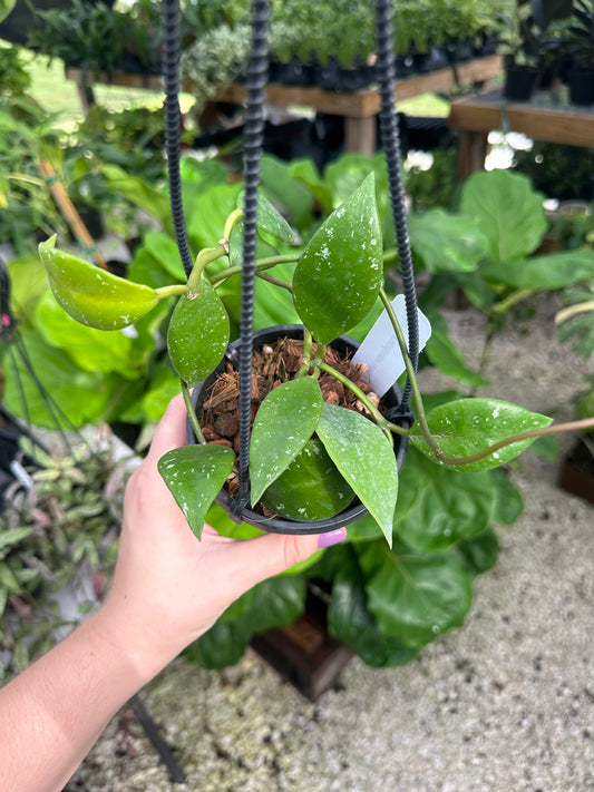 Hoya Rundumensis
