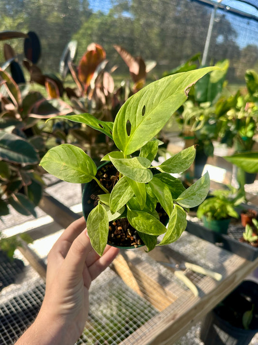 Monstera Adansonii Var Laniata Variegated (mint)