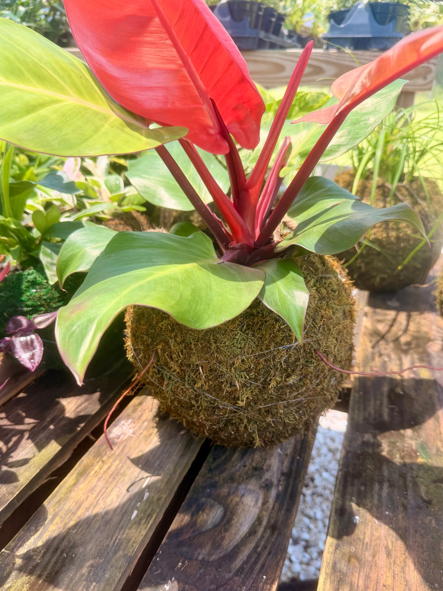 Kokedama Philodendron McColley Finale