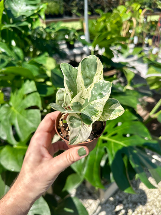 Epipremnum N'Joy