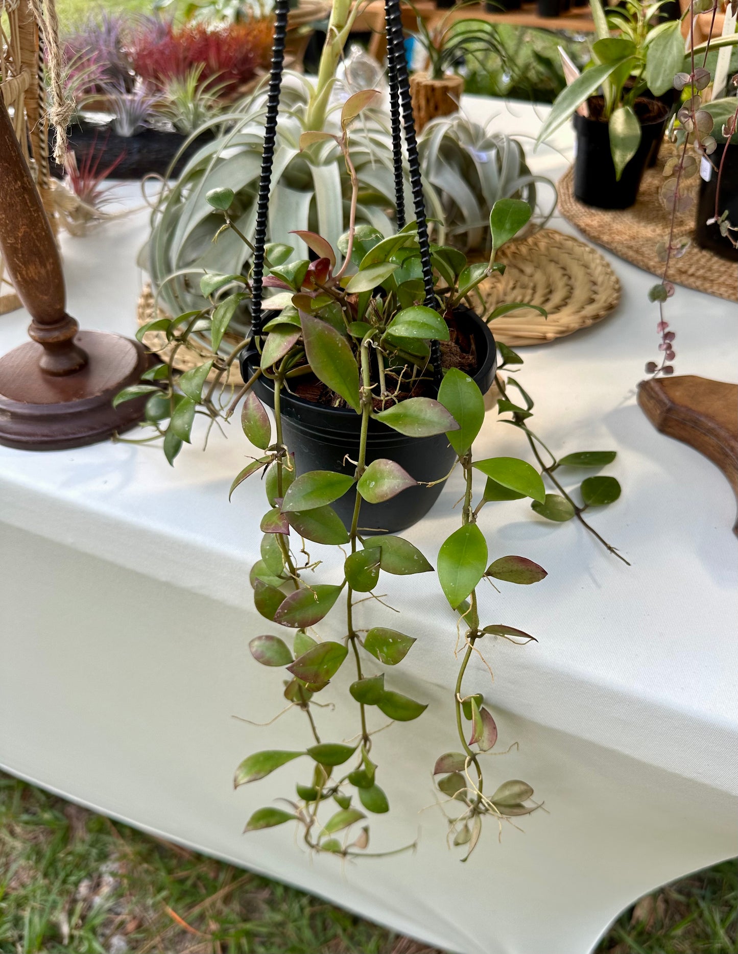 Hoya Sipitangensis