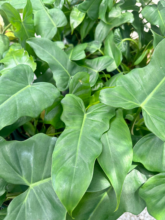 Philodendron Green Dragon