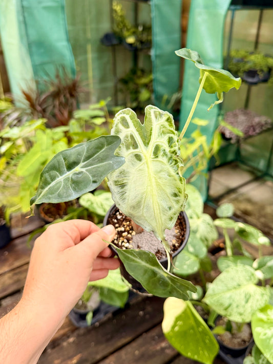 Alocasia Venum