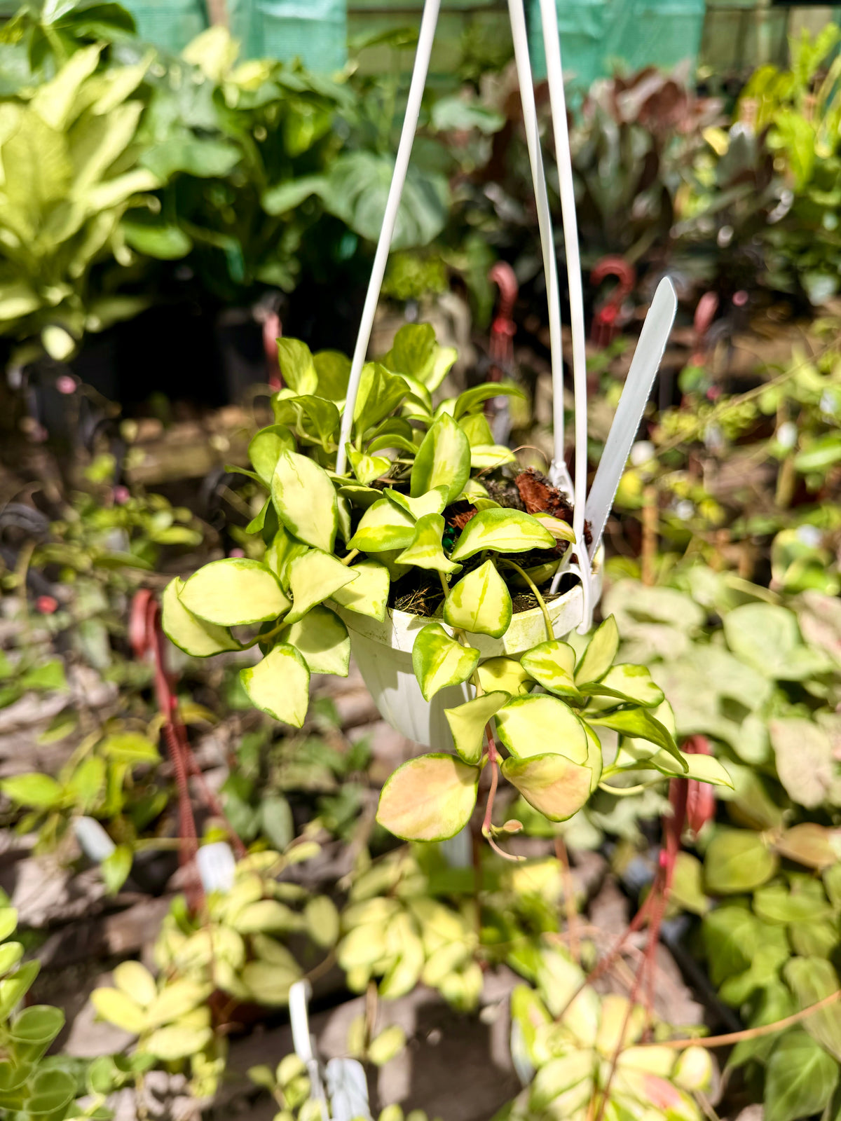 Hoya Heuschkeliana Variegated