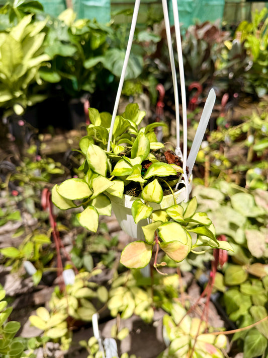 Hoya Heuschkeliana Variegated