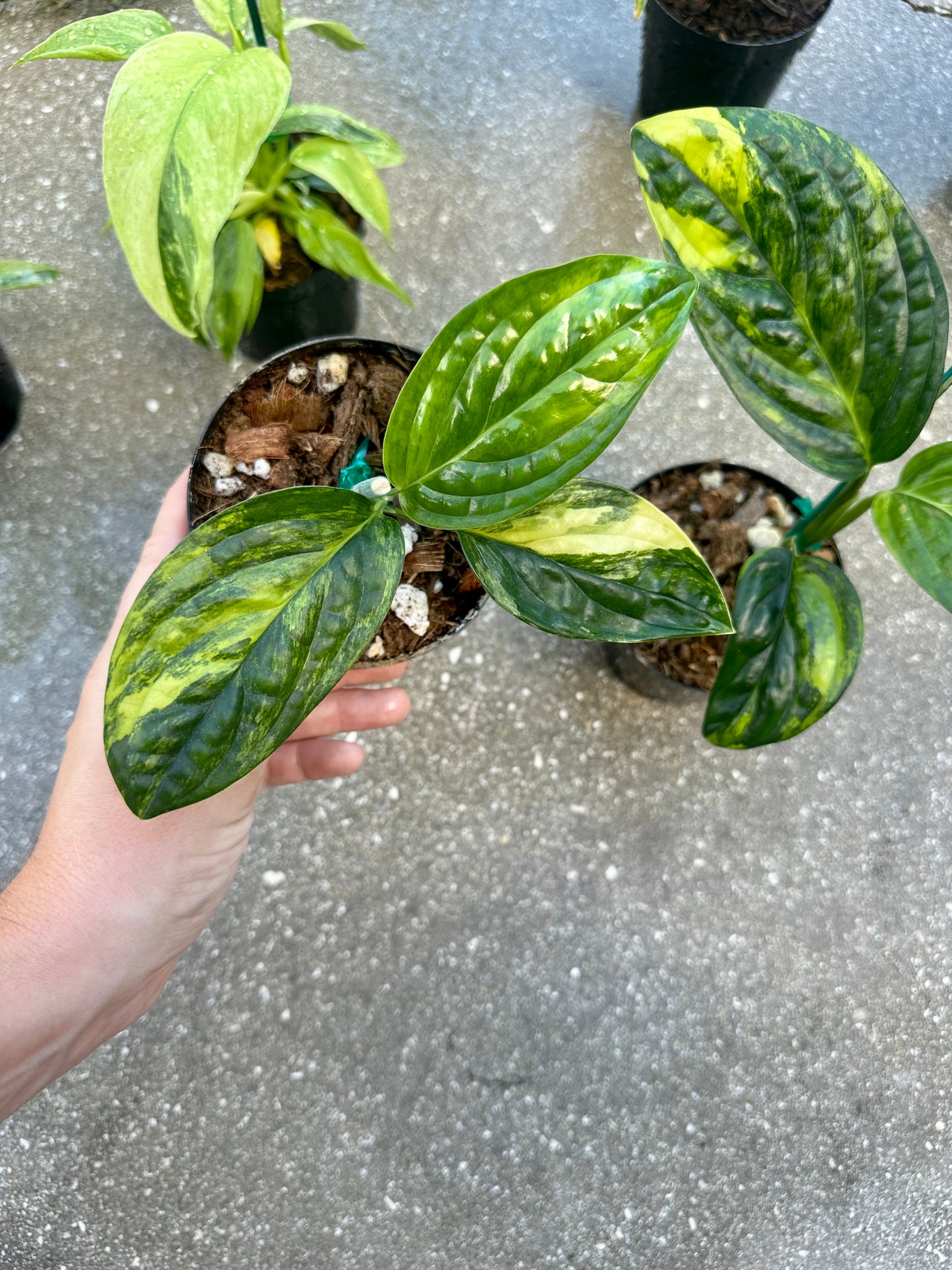 Monstera Peru Variegated