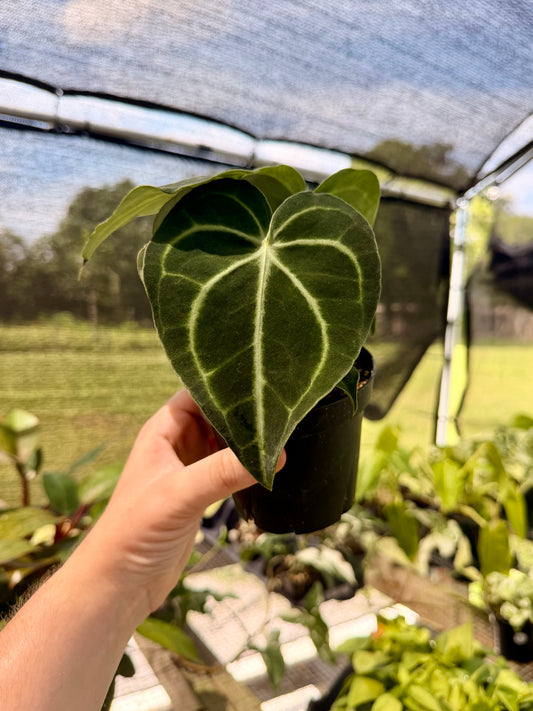 Anthurium Clarinervium Hybrid