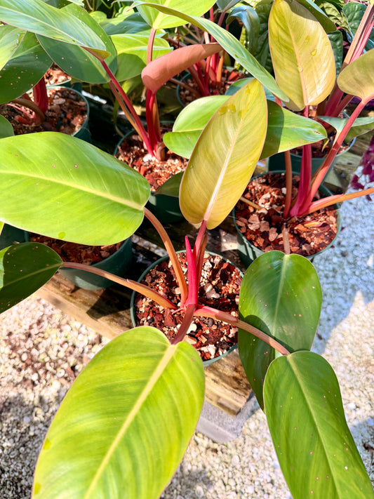 Philodendron Rojo Congo
