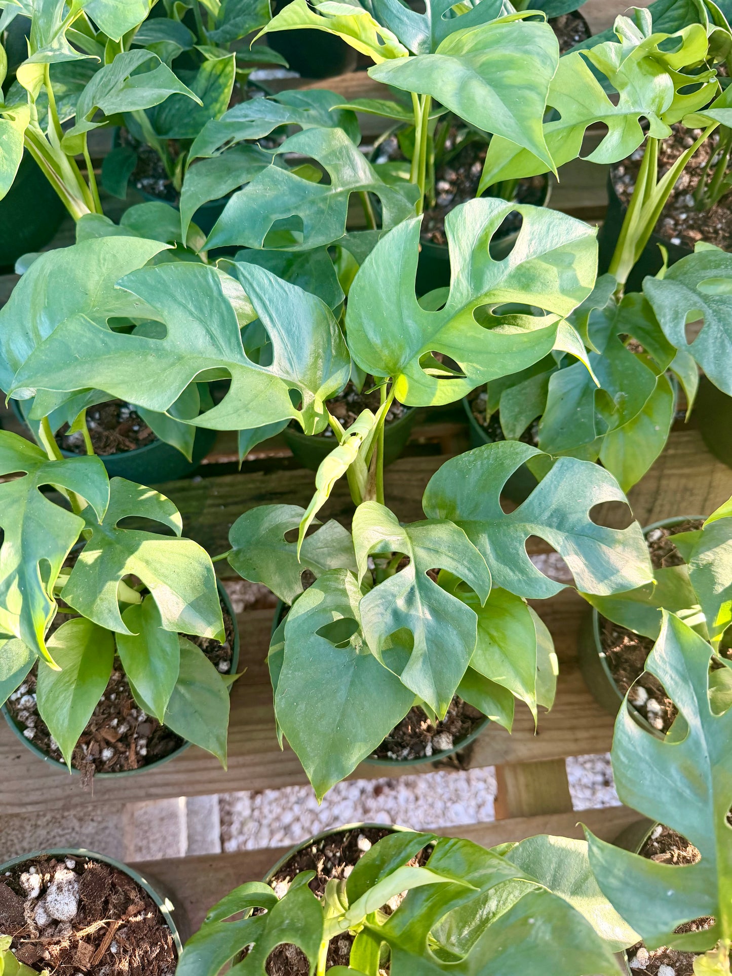 Rhaphidiphora Tetrasperma (Mini Monstera)