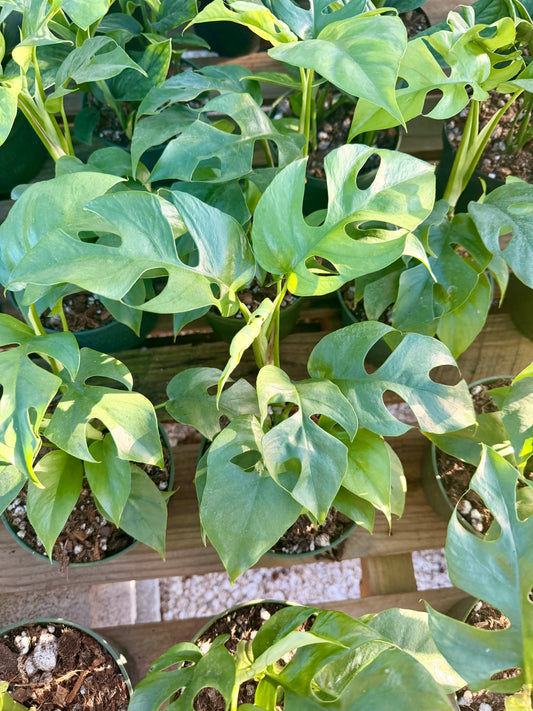 Rhaphidiphora Tetrasperma (Mini Monstera)