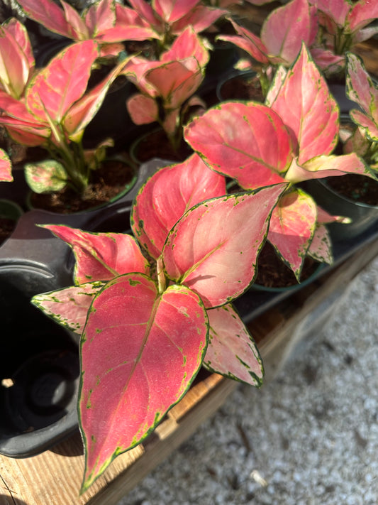 Aglaonema Red Zircon