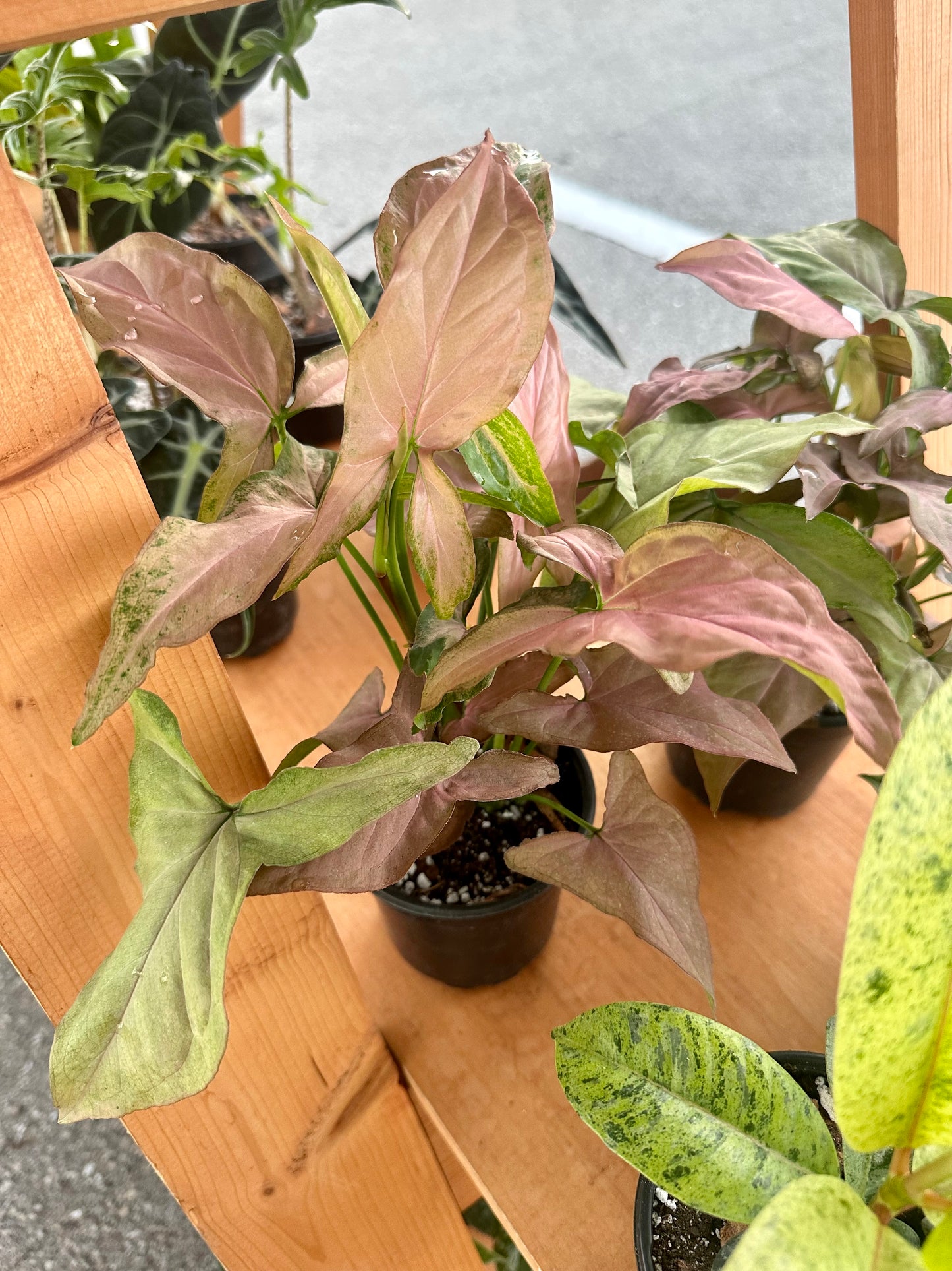 Syngonium Pink Perfection