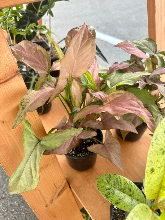 Syngonium Pink Perfection