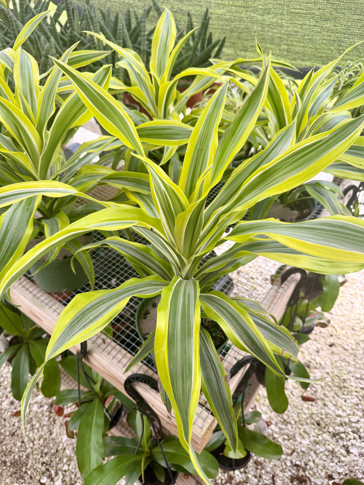 Dracaena Lemon Lime