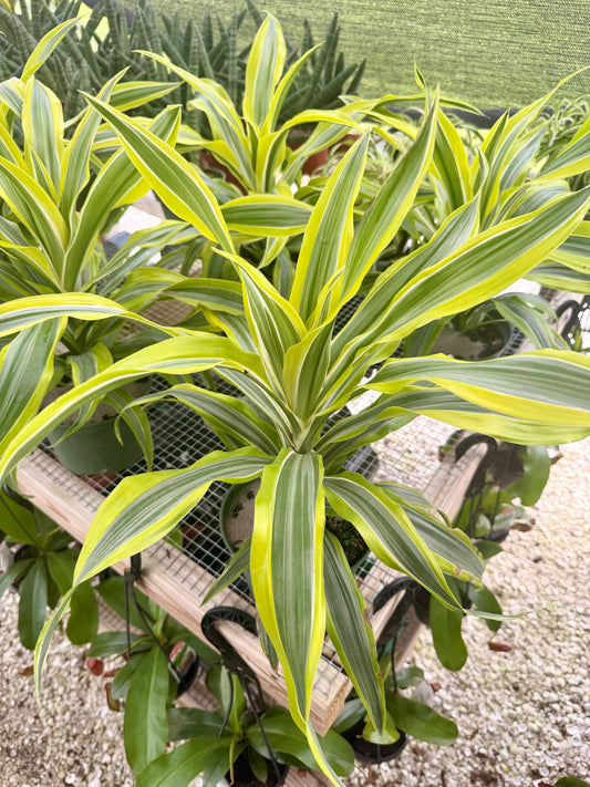 Dracaena Lemon Lime