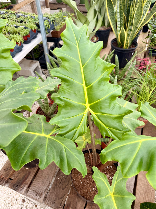 Alocasia Golden Dragon