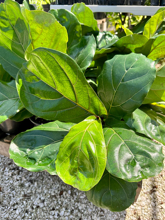 Fiddle Leaf