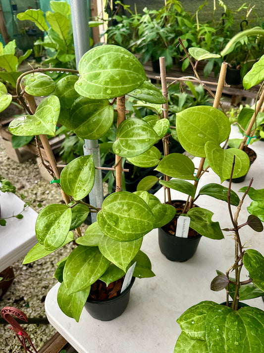 Hoya Latifolia Sarawak Cream