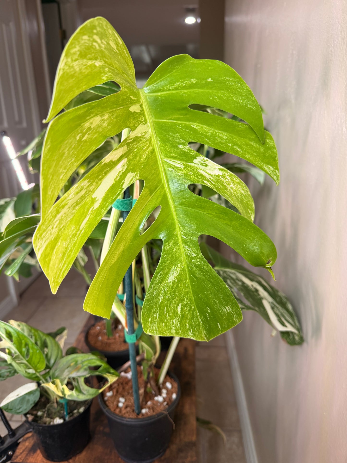 Monstera Albo