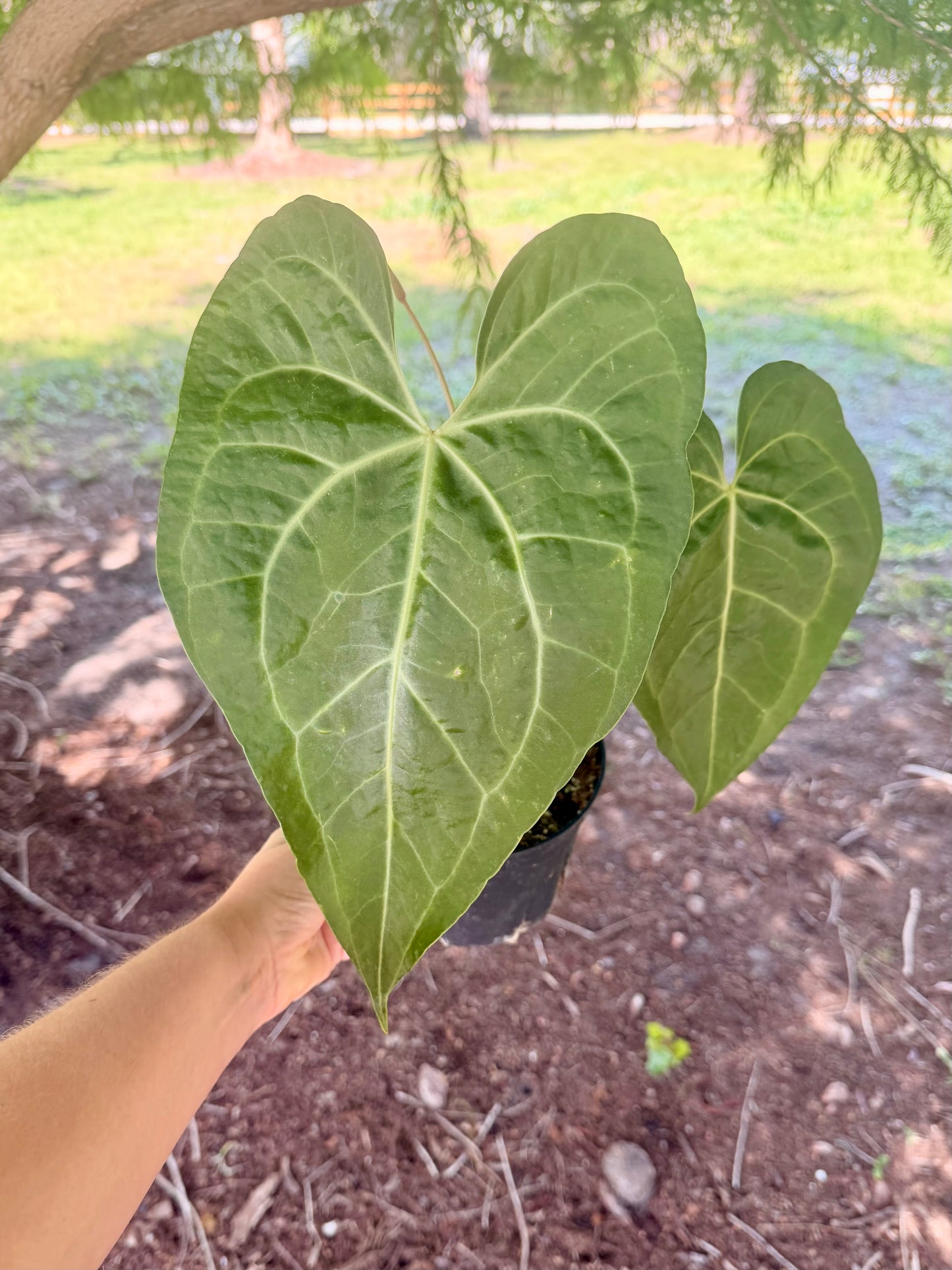 Anthurium Clarinervium
