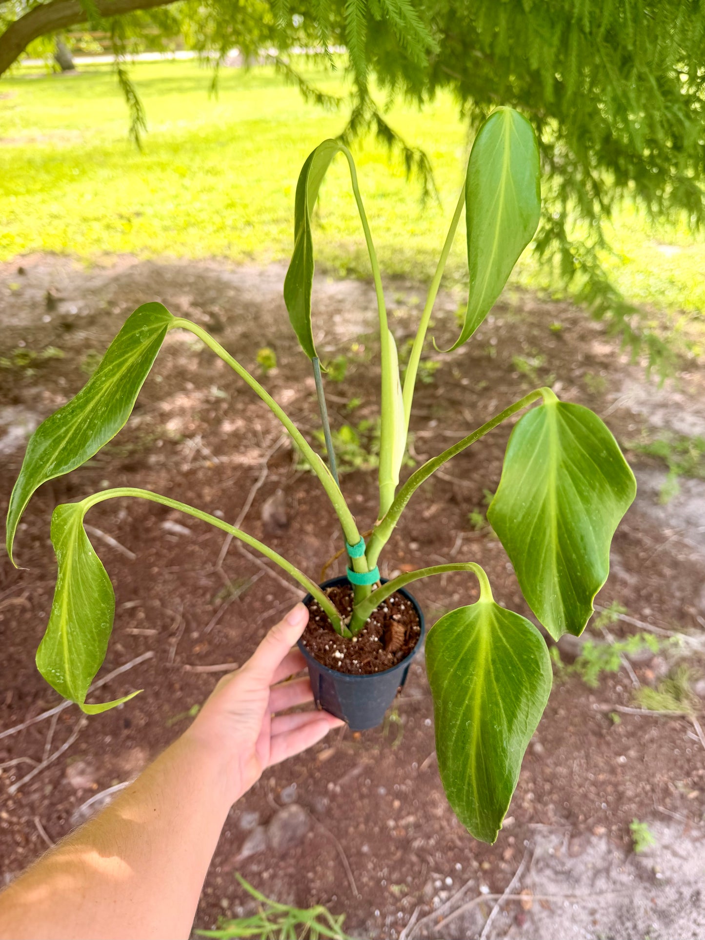 Monstera Burle Marx Flame