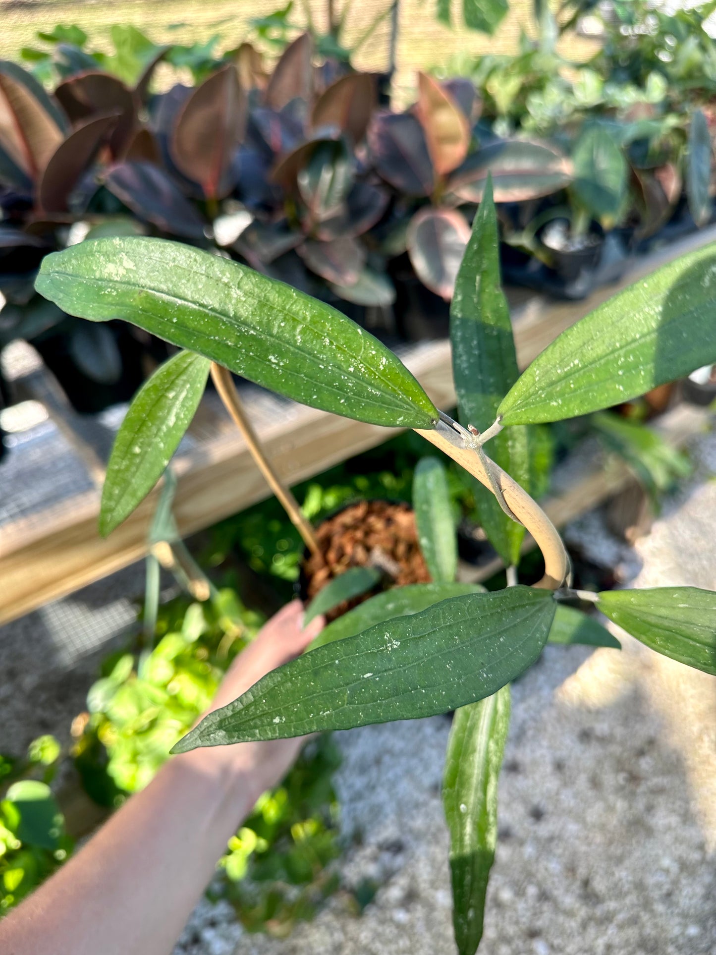 Hoya sp. Rindu Rafflesia