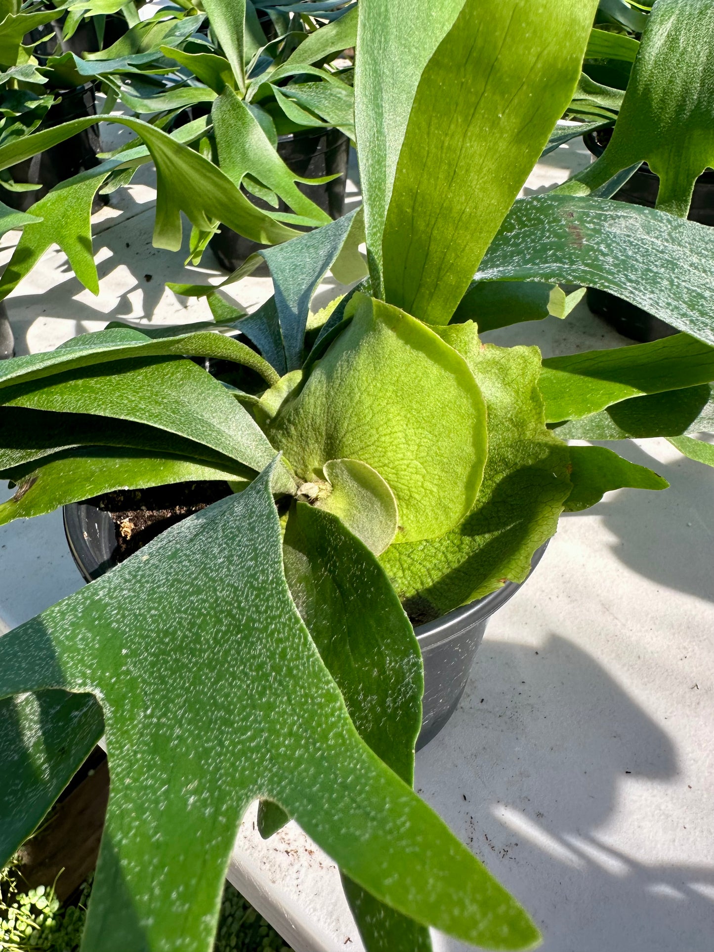 Staghorn Fern Netherlands
