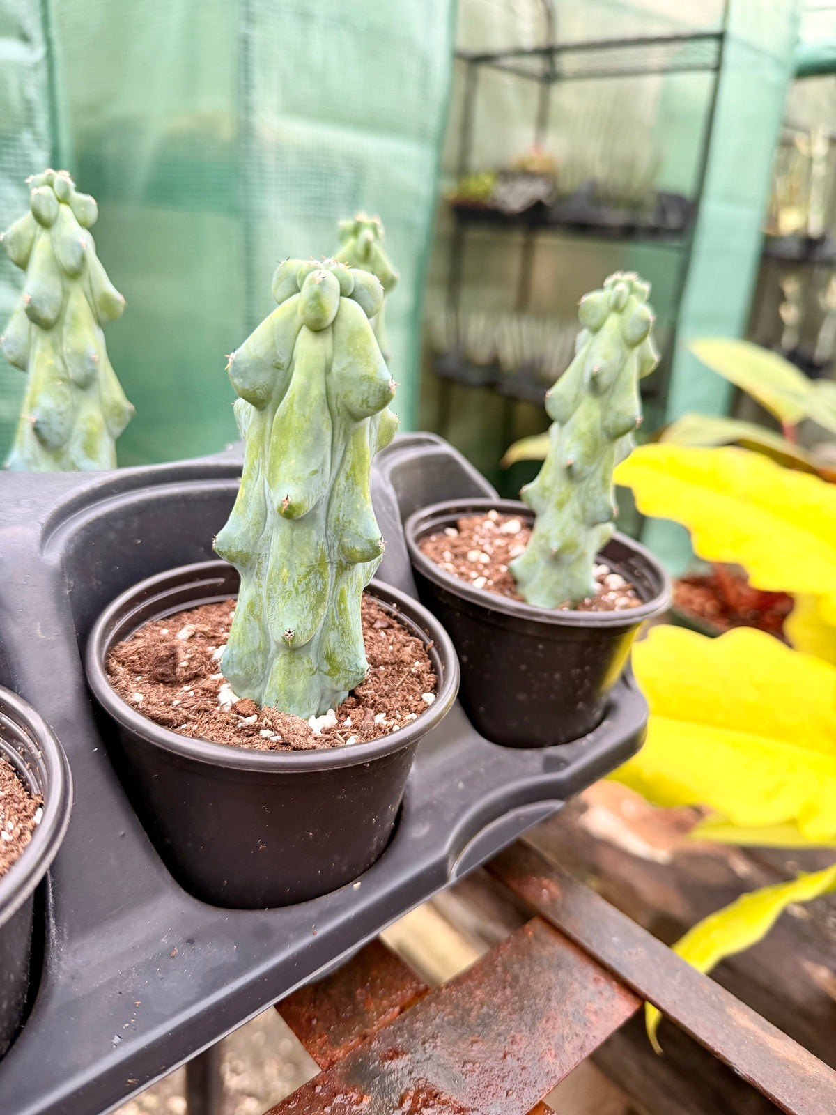 Boobie Cactus