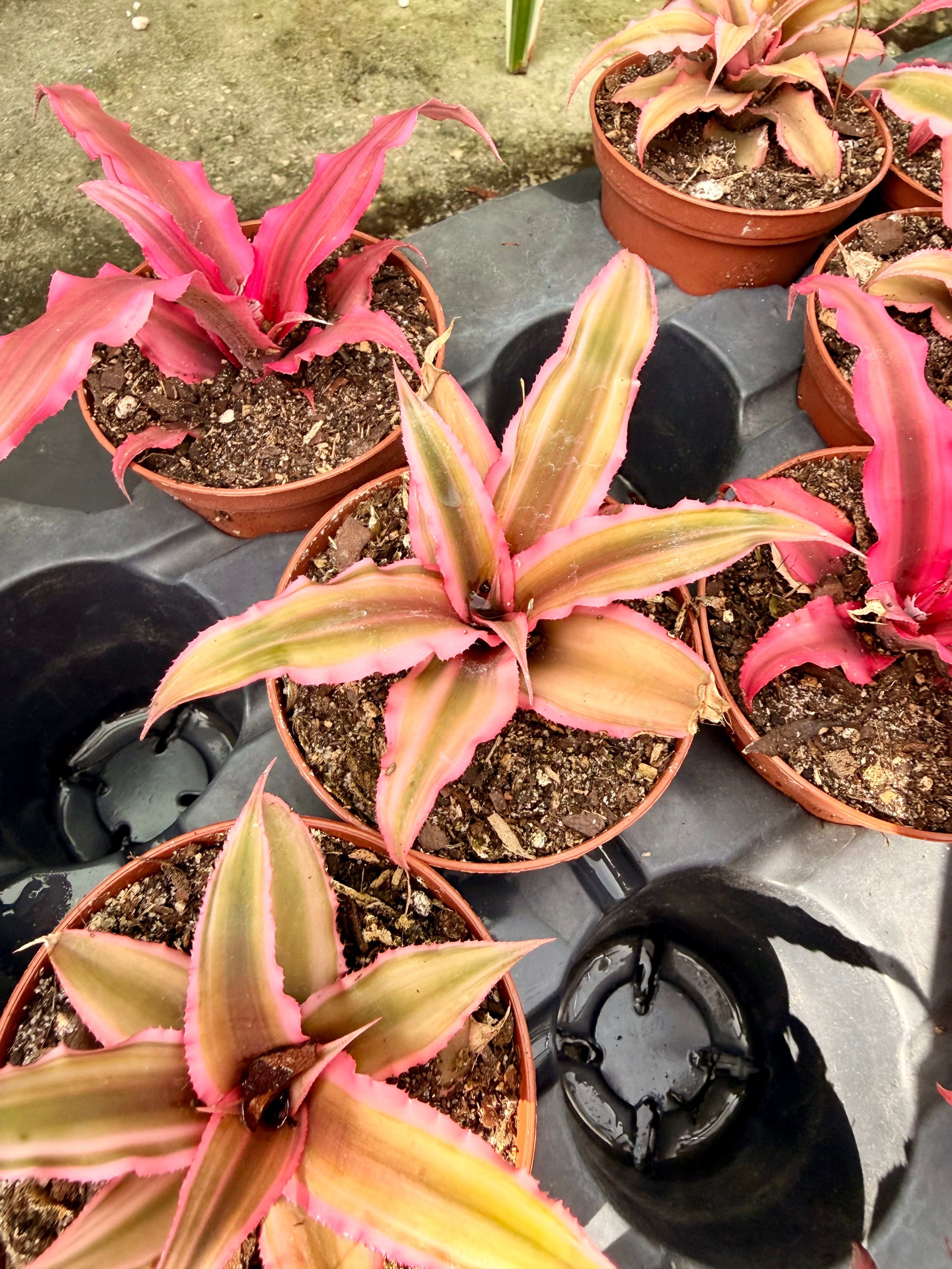 Miscellaneous – Groovy Growing