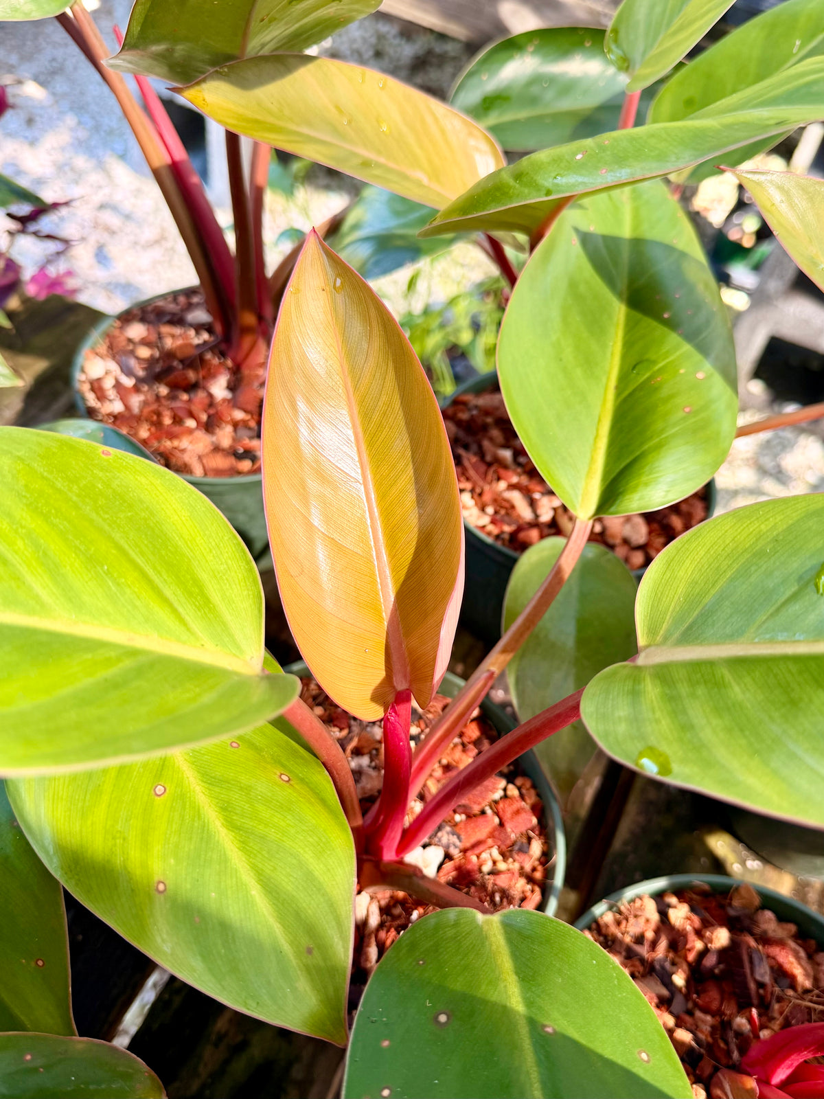Philodendron Rojo Congo