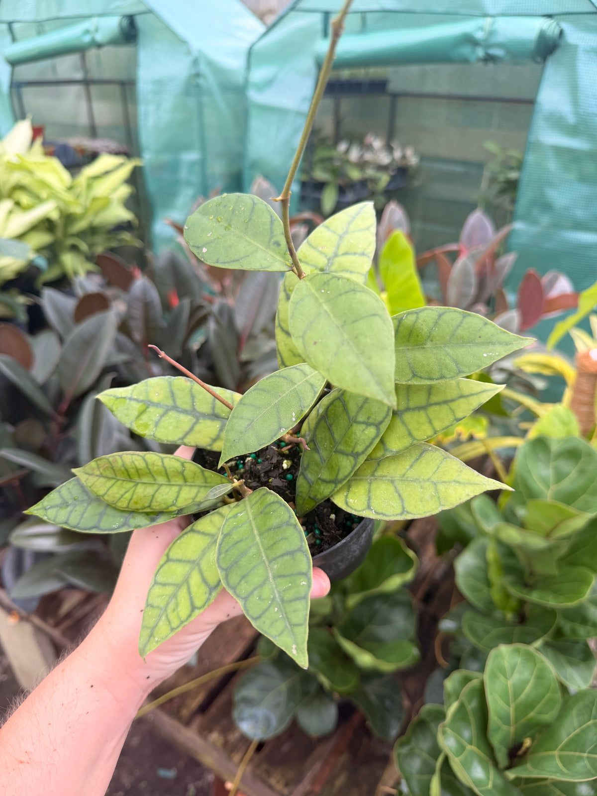 Hoya Callistophylla