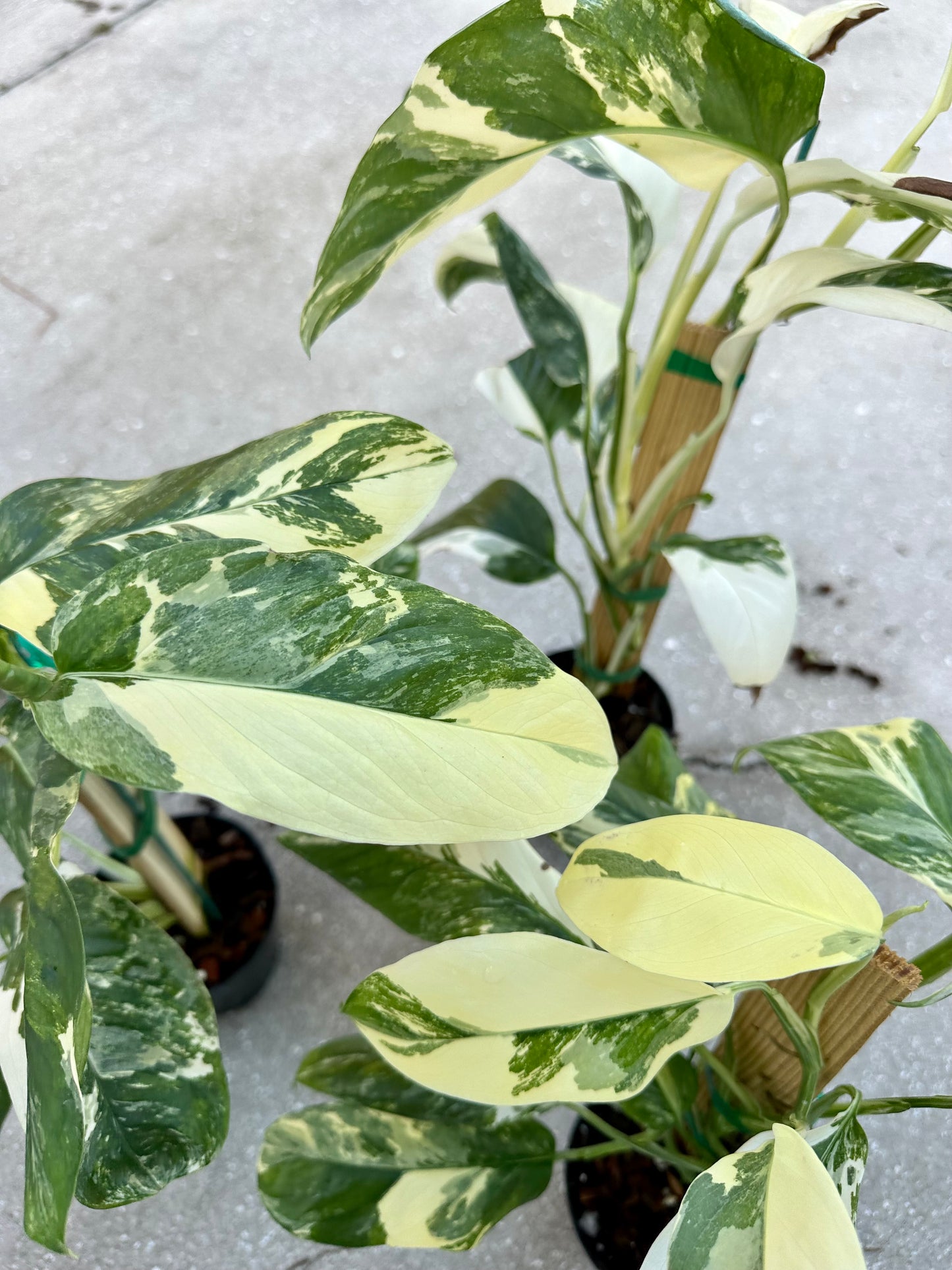 Monstera Lechleriana Variegated