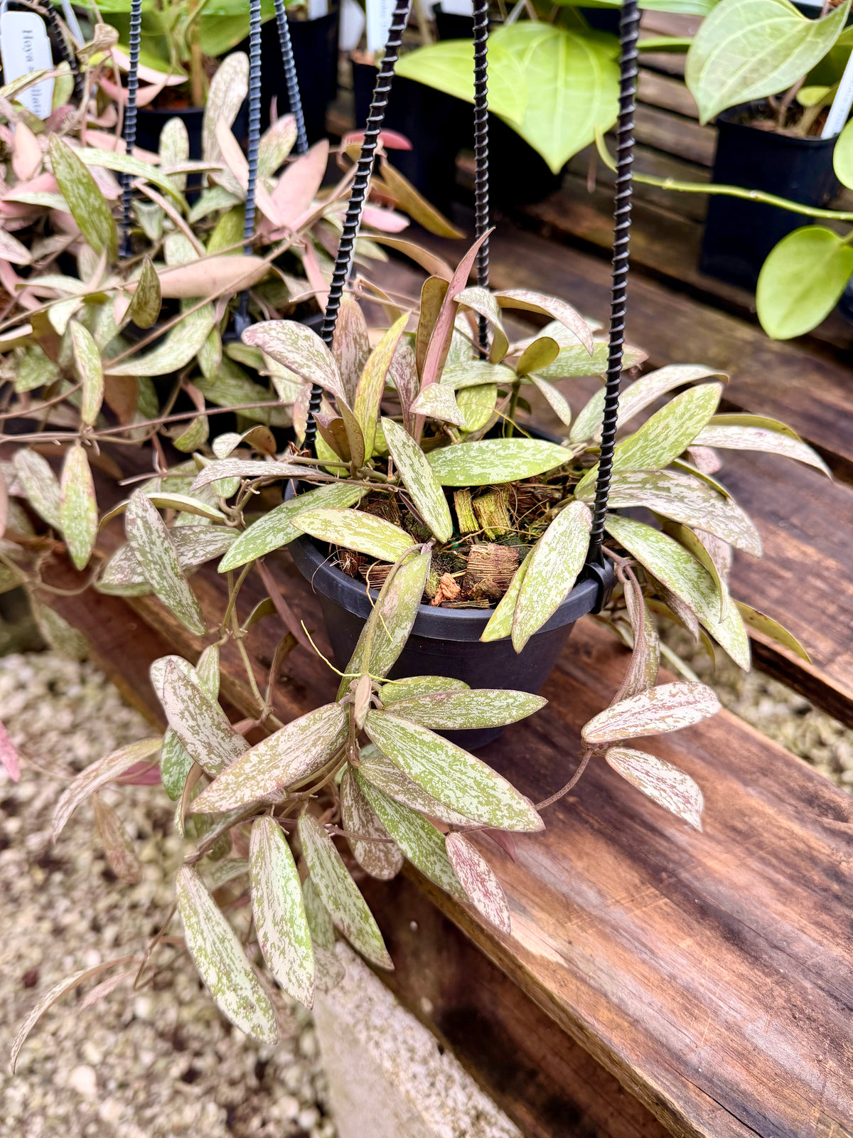 Hoya Sigillatis