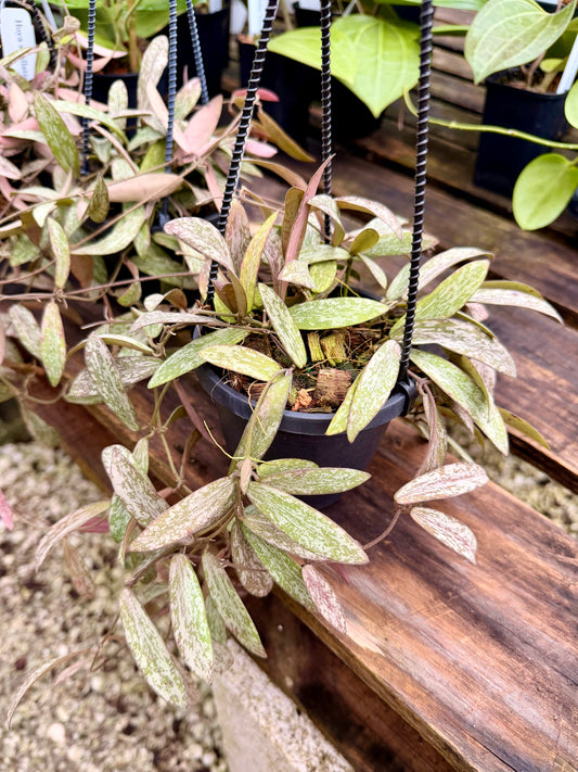 Hoya Sigillatis