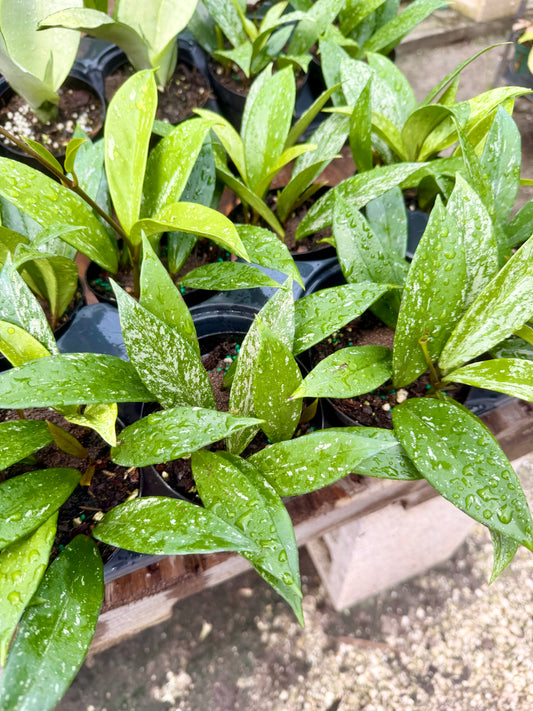 Hoya Pubicalyx Splash
