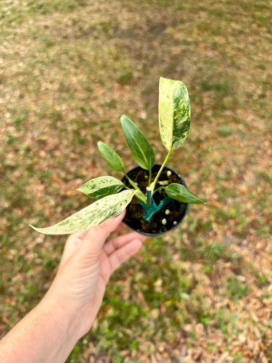 Epipremnum Giganteum Variegated