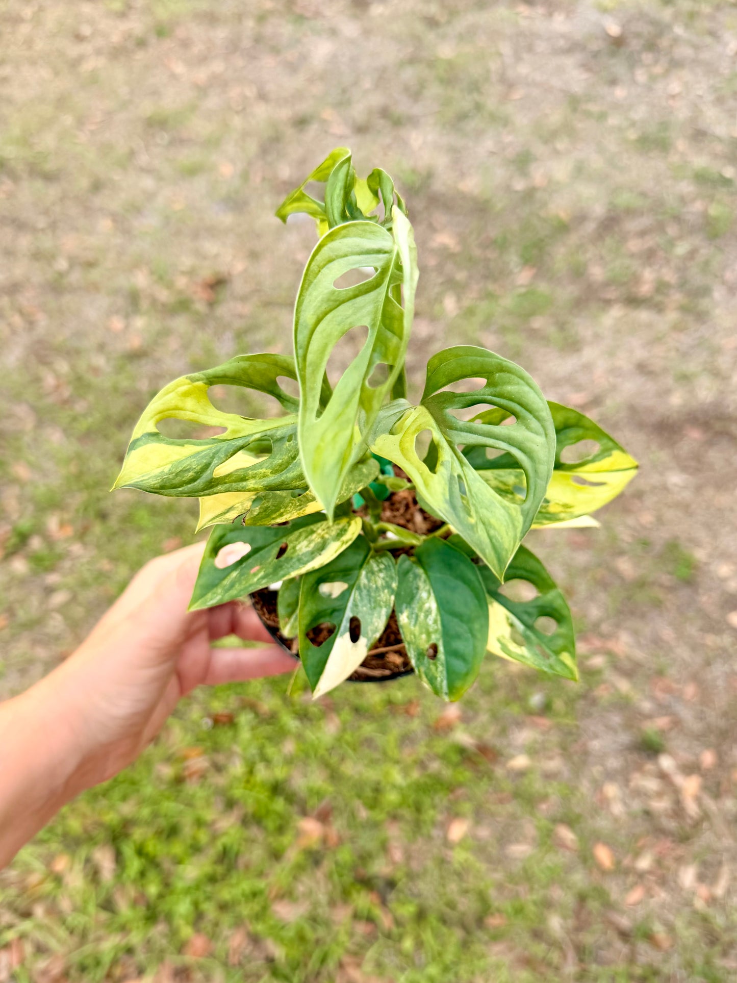 Monstera Adansonii Variegated Yellow