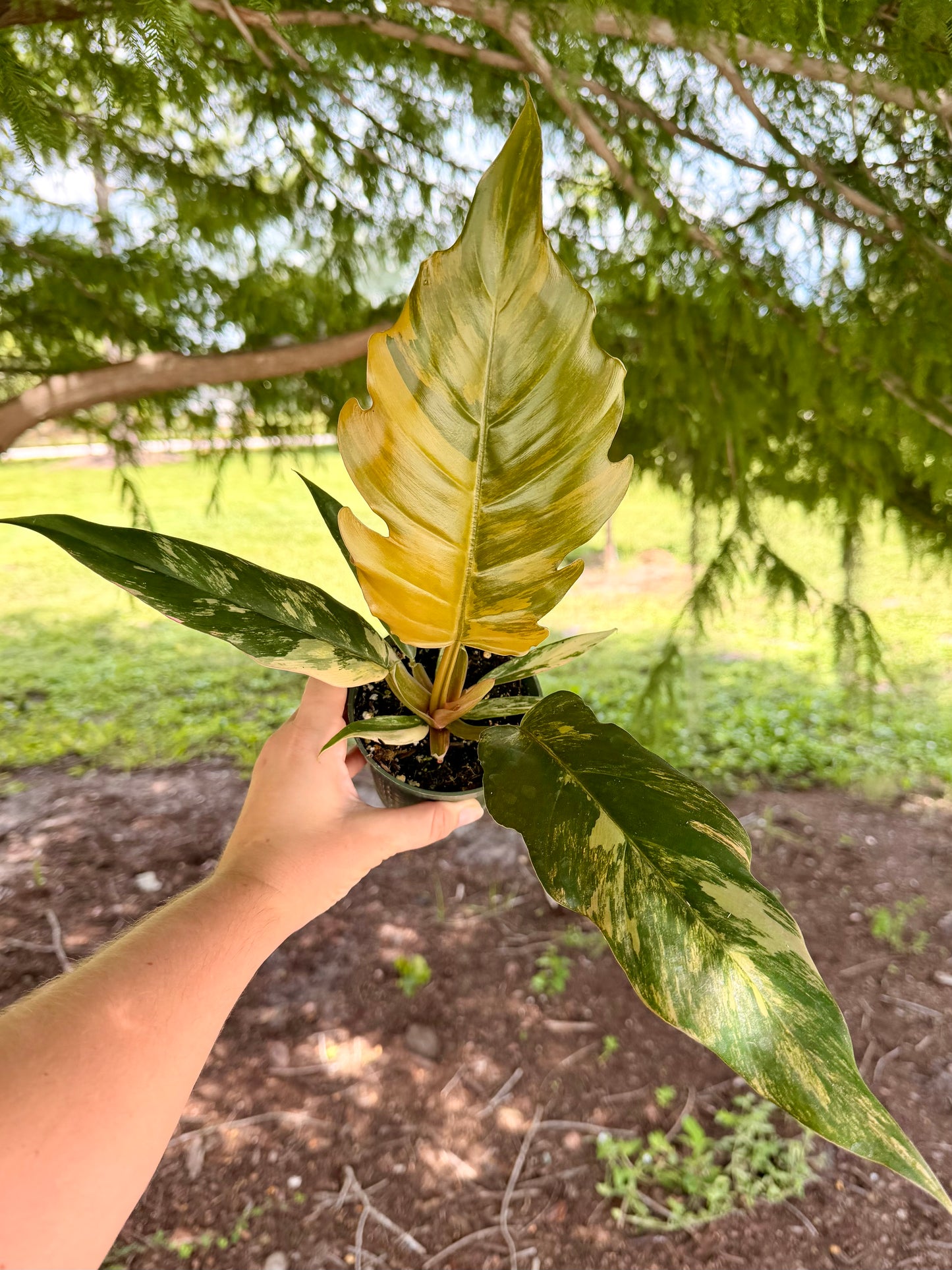 Philodendron Carmel Marble
