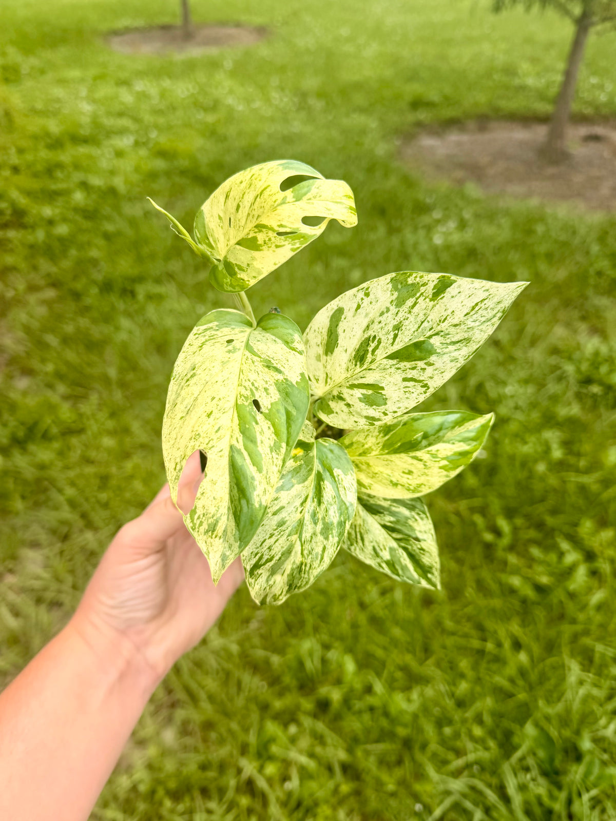Epipremnum Pinnatum Marble Variegated