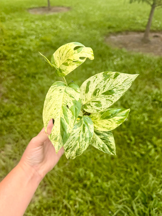 Epipremnum Pinnatum Marble Variegated