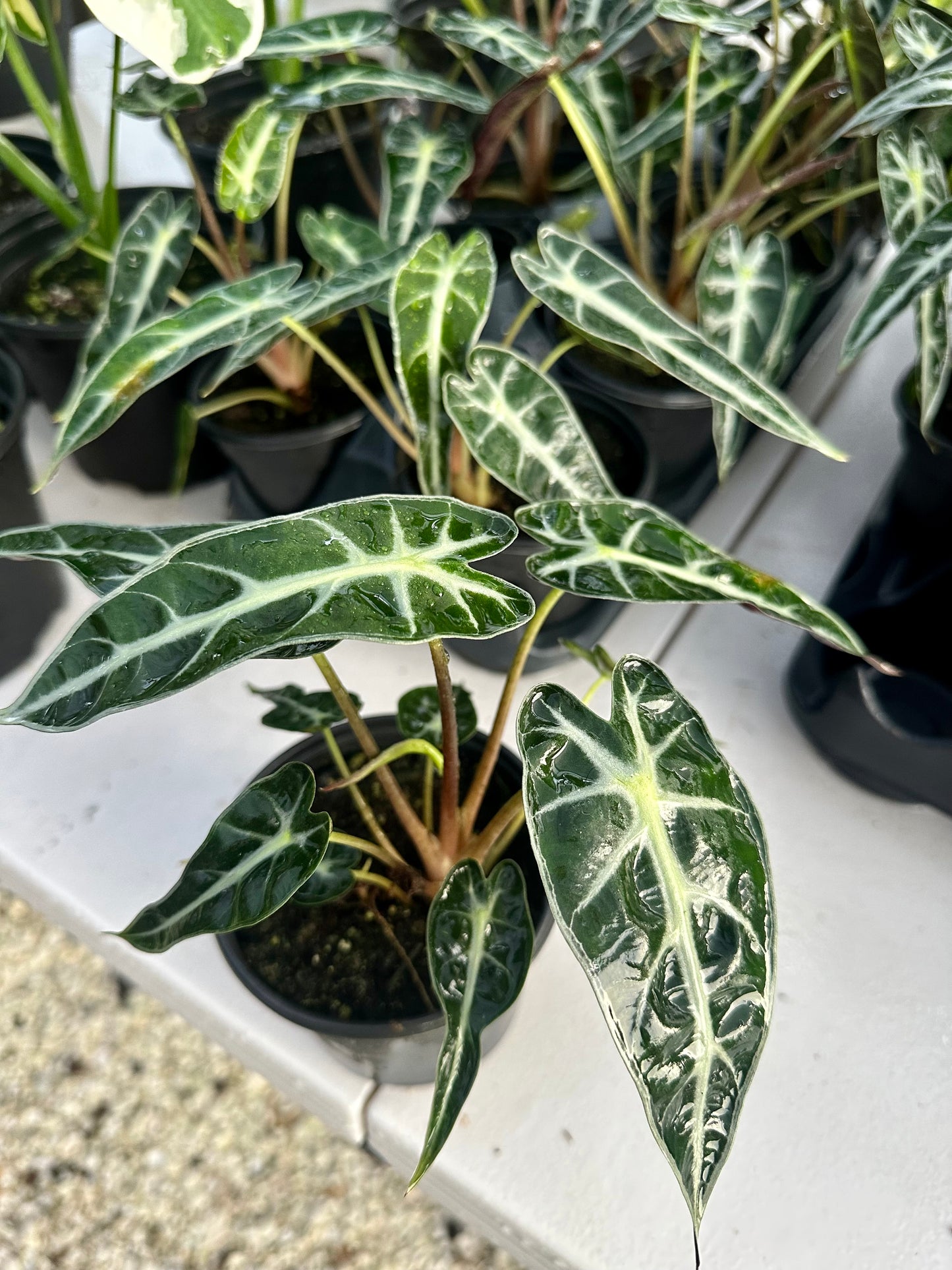 Alocasia Bambino