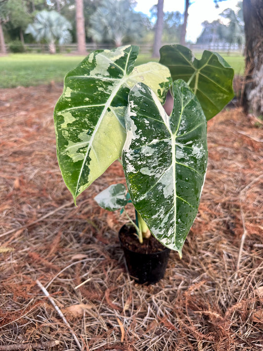 Alocasia Frydek Variegated