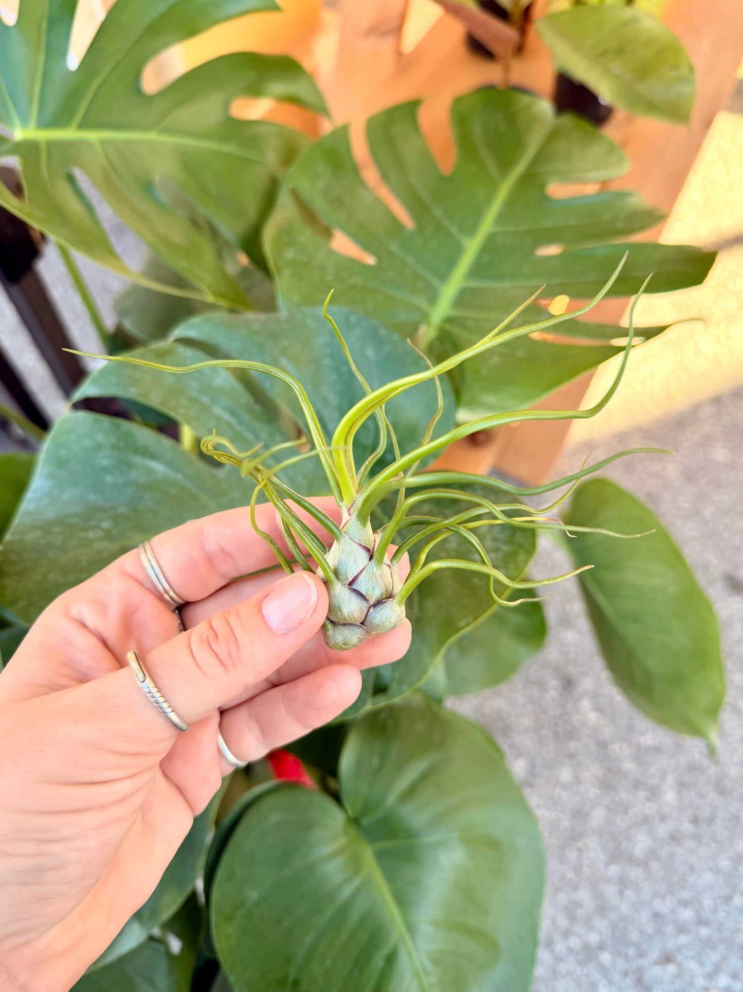 Tillandsia • Bulbosa