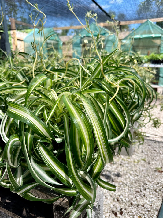 Spider Plant Variegated