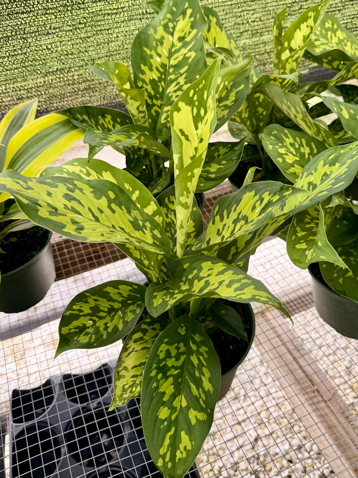 Dieffenbachia Cheetah
