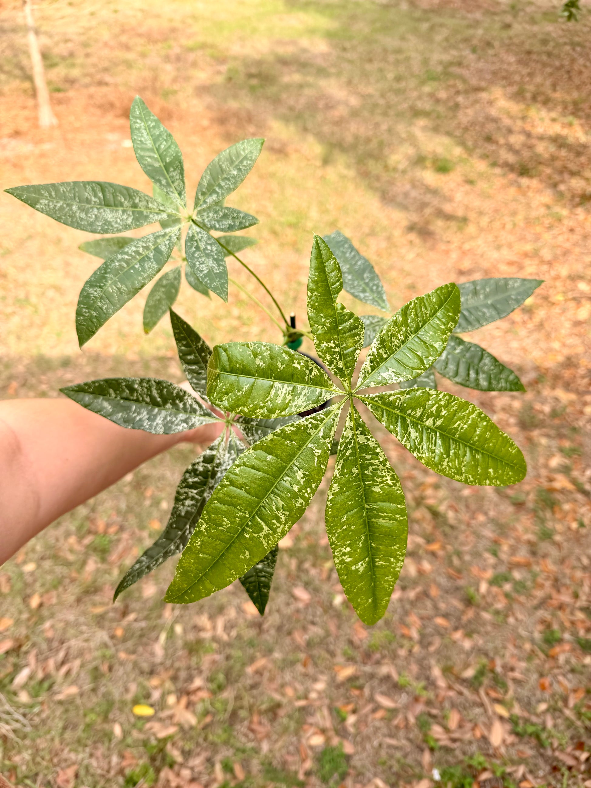 Money Tree Variegated – Groovy Growing