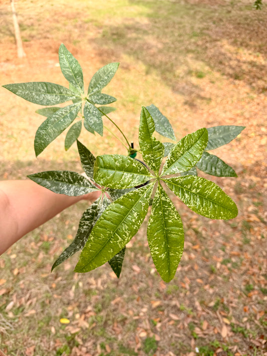 Money Tree Variegated