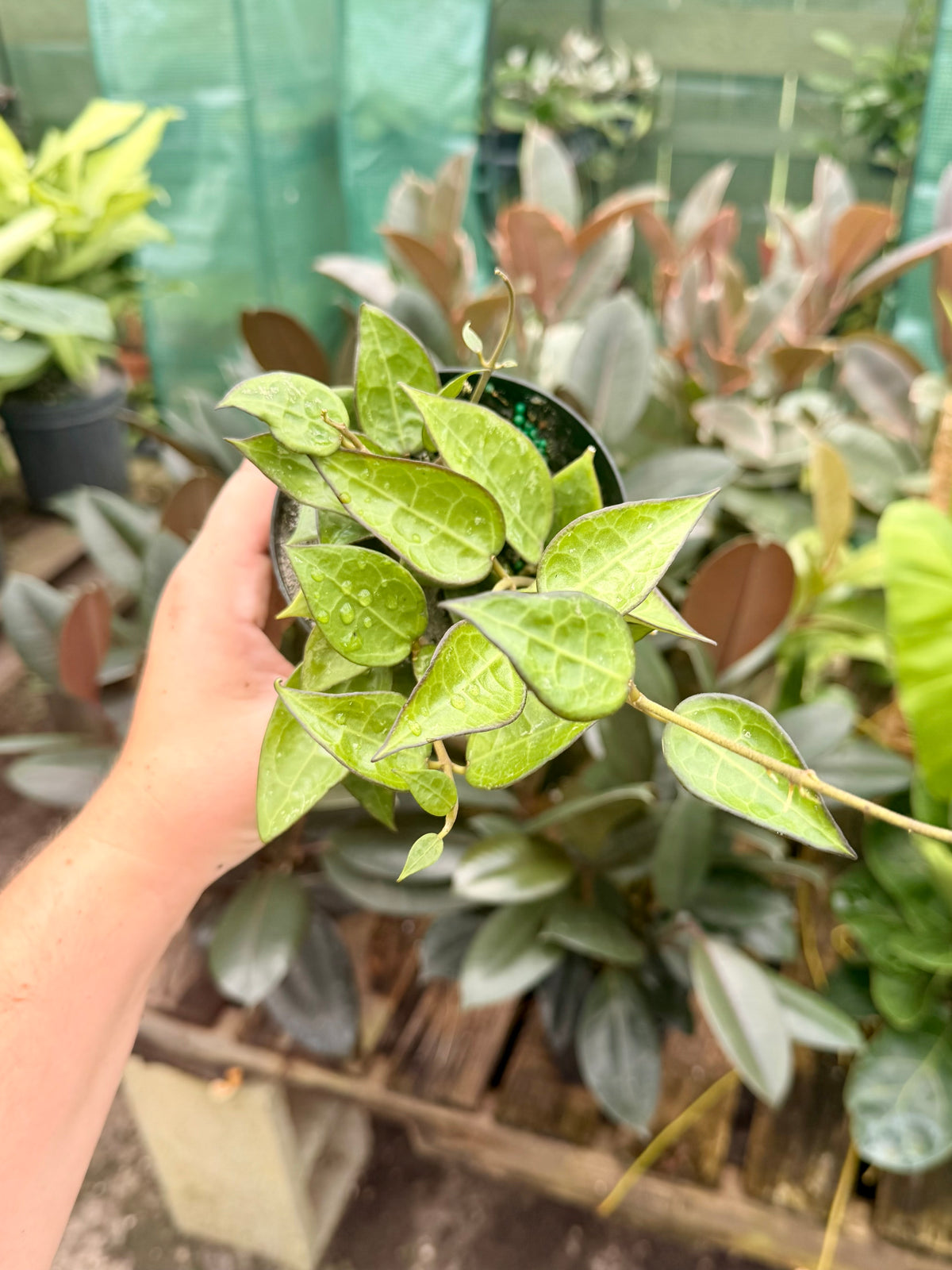Hoya Black Margin